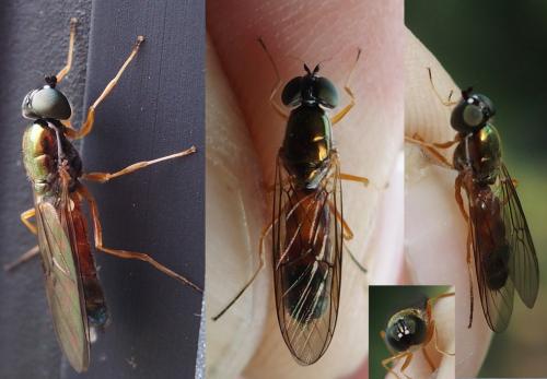 Sargus bipunctatus